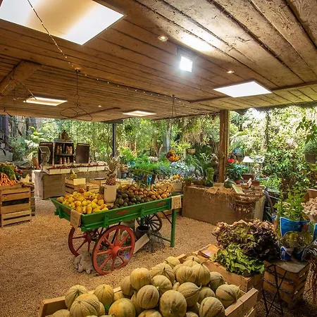 Ferme Saint-antoine - Eucalyptus *